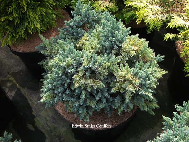 Juniperus squamata 'Filips Winter Lights'